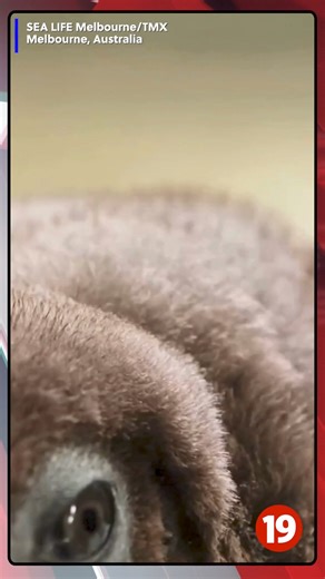 A huge king penguin chick named Pesto, who weighs as much as both his parents combined, has become a viral sensation on social media. 🐧 https://tinyurl.com/mr35b3sh | Cleveland 19 News