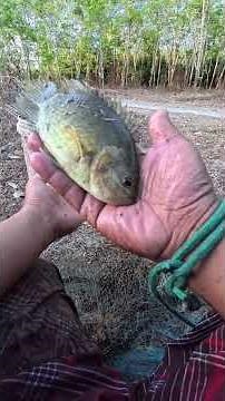top 10 ikan sungai sedap makan. spesies ikan puyu tapi lagi sedap.#ikansungai #ikan #menjala