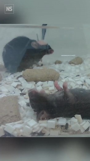 Mice seen giving 'first aid' to unconscious companions 🐁 🏥 Young mice seemingly attempt to revive an anaesthetised cage mate by grooming and biting it and will even pull aside the tongue to clear its airway Tap link to learn more: https://www.newscientist.com/article/2469379-mice-seen-giving-first-aid-to-unconscious-companions/ #mouse, #anaesthetised, #health, #caring, #oxytocin, #resuscitation | New Scientist