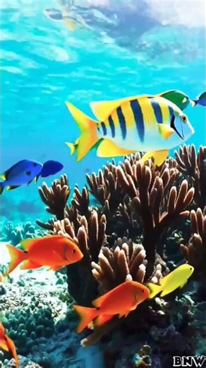 Colorful Ocean Life 🐠🌈 | നിറങ്ങളാൽ നിറഞ്ഞ കടൽ ലോകം