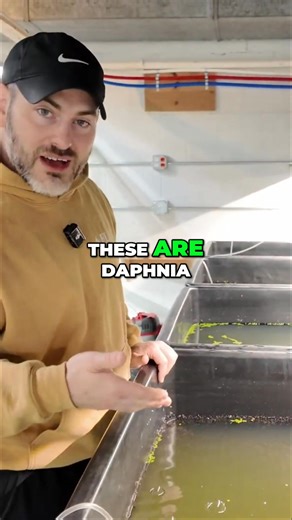 This pond is FULL of daphnia and bladder snails, pea puffer's paradise! This live food source is a sustainable way to feed your fish, and it doesn't foul the water! Shop Daphnia https://flipaquatics.com/products/daphnia-culture-live-food-for-nano-fish Shop ALL Live Foods https://flipaquatics.com/collections/live-fish-food Shop Pea Puffers https://flipaquatics.com/products/freshwater-pea-puffers 👨‍👩‍👧‍👦 Unlock exclusive content & perks — Join the Aquarium Club! Join here 👉 https://www.youtub