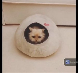 Felted Wool Cat Toys, Balls, Eco Friendly, Colourful & Beautiful, Elegant Designs, Natural Felted Wool, Handmade Cat Toy 3 cm