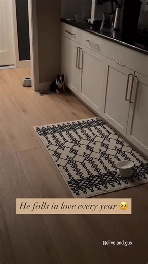 “loml. besidez ma of cours” -Filbert | Olive the Boston Terrier