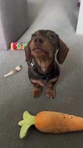 🐶 Omg This Tiny Puppy Just Stole My Heart | Cutest Little Dogs Compilation 🥹