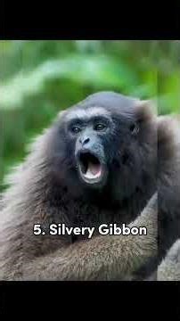 Sound of Different Types of Monkey 🐒 #viral