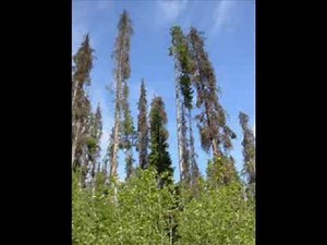 How Does Water Get so High? Transpiration Song