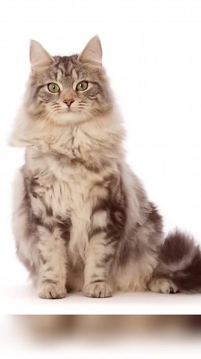 Kitten to cat super fast time lapse #cat #timelapse #timelapsevideo #amazingvideo #growing #seeds #timelapse24h