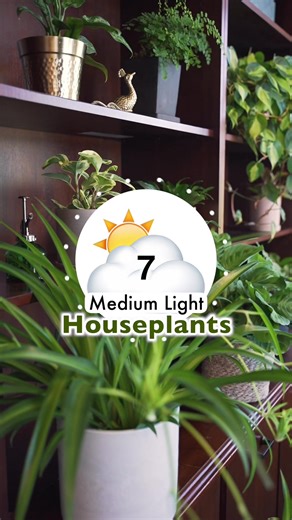 Medium light plants like to enjoy bright indirect light most of the day but can tolerate as little as 4 hours of bright indirect light a day. Typically, bright indirect light is the light just outside the reach of direct sunlight. 🌤️ Follow along for next weeks video on what bright indirect light really means! #houseplants #indoorplants #planttiktok #houseplantsoftiktok #plantsmakepeoplehappy