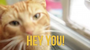 81K views · 1.7K reactions | Sponsoring a cat is such a lovely way to show you care. | Cats Protection | Facebook