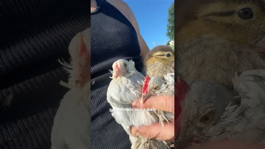 Little chicks & mandarin duckling move to a new coop