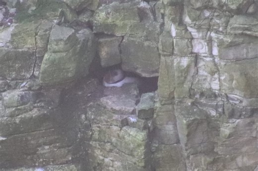 'Special moment' - First puffin returns to Bempton Cliffs on Yorkshire coast