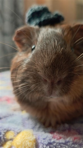 I am a bumblebee 🐝🐹 #guineapig #pets #guineapighome #funnyanimals #cute #funny #minipigs #shorts