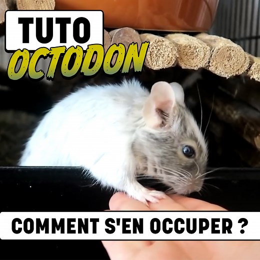 Tout ce qu'il faut savoir sur les OCTODONS ! | Eublepharis