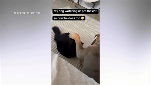 Dog sees owner petting cat, decides to copy