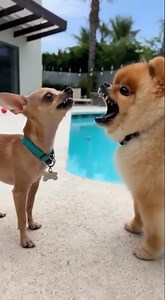 Chihuahua vs Pomeranian Which Breed is Better for Families with Kids?