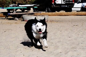 Adobe Photoshop CS4 Image Toning for PC