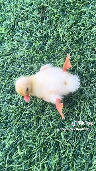 Adorable Duck Trends on TikTok: Join the Fun!