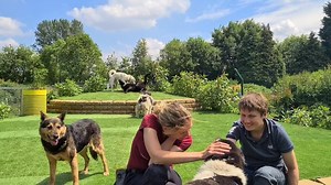 16K views · 869 reactions | When you intend to film Sherry getting her cuddles 殺 but Dave, Helen and Freckles steal the show. This is kennel-free living where the dogs get to be free and play all day #kennelfreerescue | Dogs 4 Rescue | Facebook