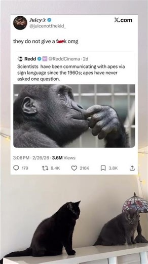 Scientists have been talking to apes via sign language since the 1960s and apes never asked a