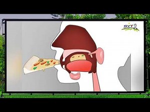 La Digestion en bref - 3APIC