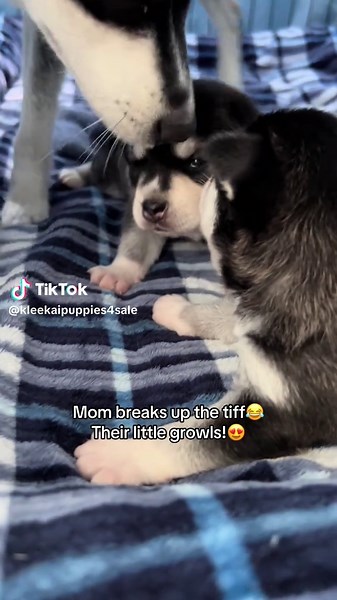 kleekaipuppies4sale on TikTok