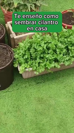 CULTIVA CILANTRO en casa y ten resultados en tan solo 45 días! 💁🏻🍀 Te enseño como cultivar cilantro en casa con estos sencillos pasos aunque tengas cero de experiencia ☺️. #cilantro #cultivo #siembraencasa #cilantroencasa #cilantrolover #cilantrogarden #cultivodecilantro #siembracilantro | Naturalezavertical