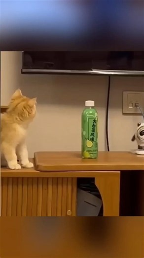When Cats Fail compilation 😹 #cat #cats #funny #pets #cute