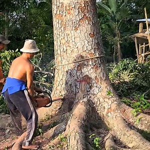 195K views · 875 reactions | The best skill man cutting tree stand near the home | Making Video | Facebook