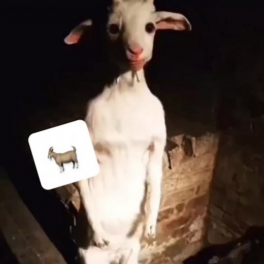 fritzwentheeeee on TikTok