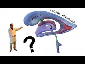 What is Cerebrospinal Fluid? || Basic Brain Structure and CSF flow.