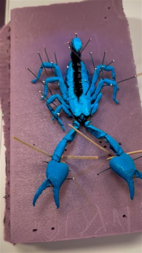 4.4K views · 5 comments | Ever wonder why scorpions glow under UV...