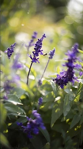 ✨ Purple Salvia by the Lake | Macro Close-Up with Gentle Sway & Tiny Bee