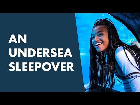 Have An Underwater Sleepover At SeaWorld Orlando
