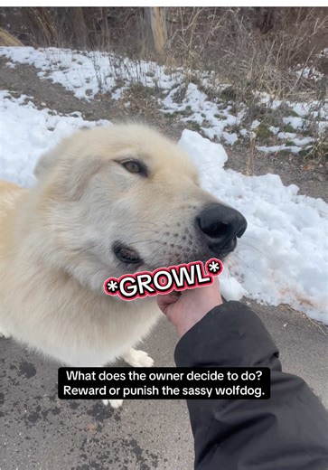 Handling a Sassy Wolfdog during Leash Training