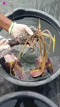 Waterlily Rhizome vs Lotus Rhizome | Spot the Difference