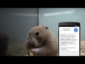 Ask the Google App: Hungry Hamster