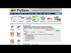 Using the Orthology search tool