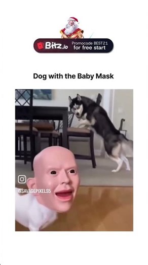 Dogs With Funny Face Masks
