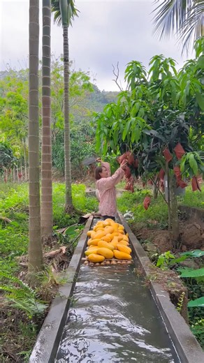 Yellow mango #mango #fruit #fypfruit #fruitreel #summerfruitishere #summerfruit #fruitvideo | Jacky Zh
