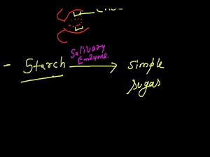 Digestion Mechanism - Nutrition Video Lecture - Class 7