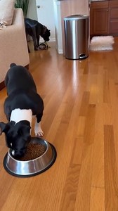 Pronto resolvido haha #fypシ #chihuahua #fbviralpost2025シ #pet #pitbull #puppy #funnydogs #reelsvideoシ #reelsviralシ | Bloom Pets