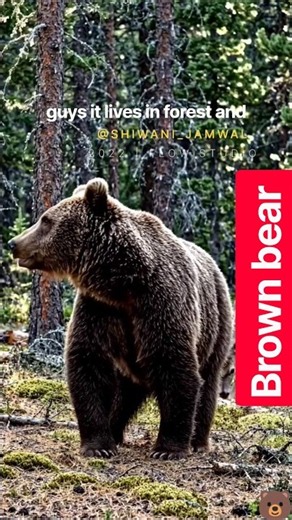 Meet the Brown Bear 🐻 || Amazing Facts 🐻 || #shorts #bear #shortsfeed #shiwanijamwal