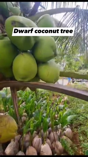2.5K views · 64 reactions | Amazing dwarf coconut tree in just 3years they start to bear fruit. | GIEMEL’s Quality Dwarf C0c0nut Seedlings | Facebook