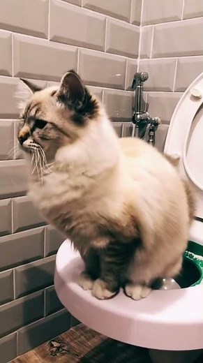 chat qui fait caca pipi dans les toilettes 🚽😂