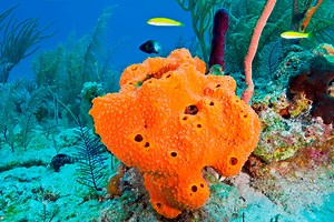 Spongean is under construction