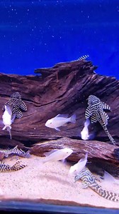 2.6K views · 208 reactions | High Grade L333 and Albino threadfin acara 珞 | Pier Aquatics | Facebook