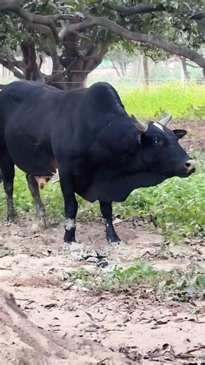 bufalo, baflo video, buffalo, #buffalo, jafarabadi buffalo, buffalo backup, buffaloes, tallest