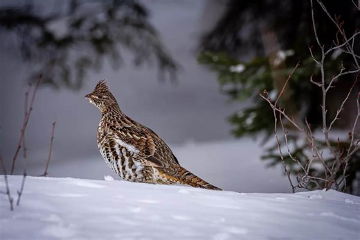 Insider Info: Hunting Ruffs In The Snow - Game & Fish