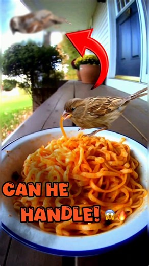You Won’t Believe What Happened to This Sparrow After Eating Spicy Noodles!😱🔥🐦#birds #shorts #noodle