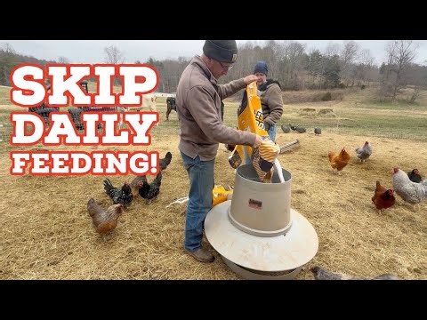 Stop Feeding Your Chickens Every Day! (Do THIS Instead)